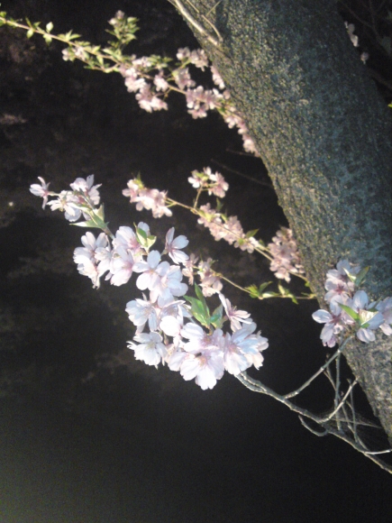 夜桜@高遠城址-3